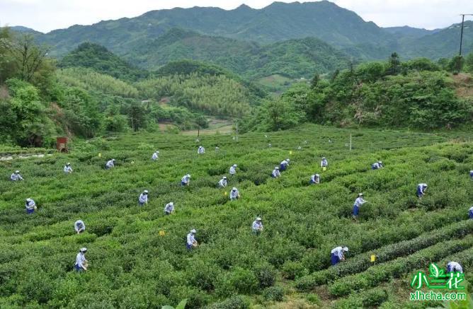 小兰花种植基地