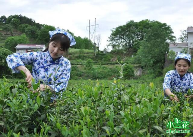 小兰花种植基地