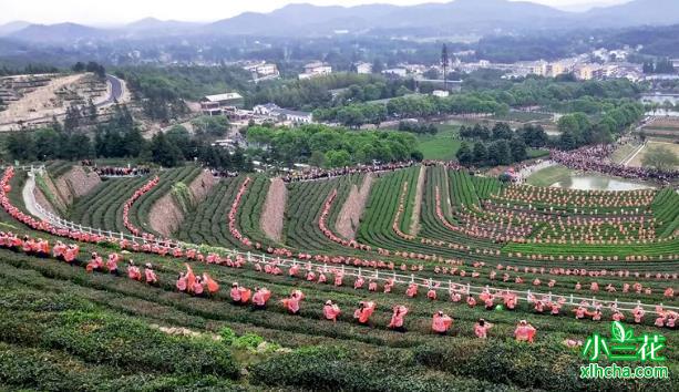 小兰花种植基地