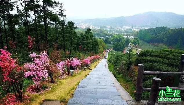 小兰花种植基地