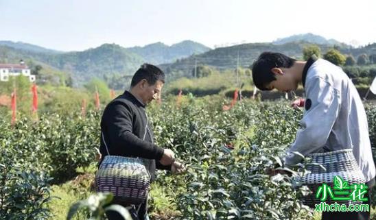 舒城小兰花扶贫助农发展名优茶