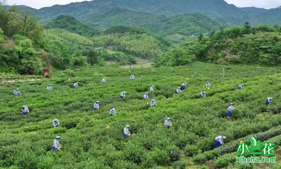 六安瓜片入选人类非遗申遗成功！