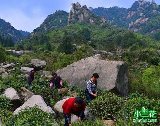 九华毛峰（九华佛茶）