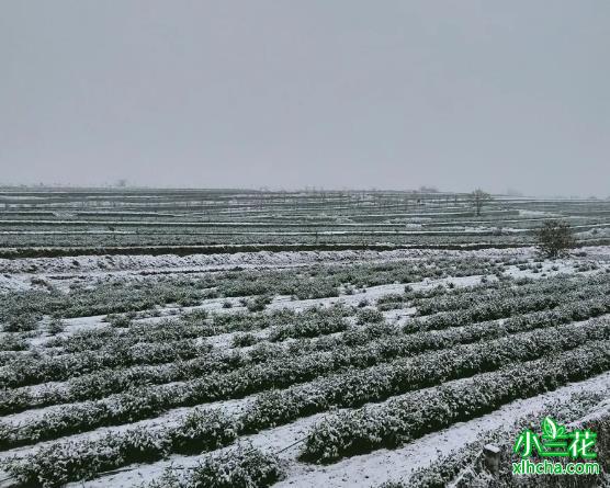 海青茶是什么茶
