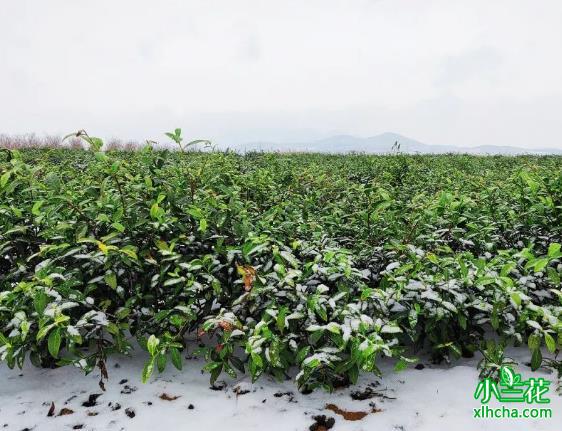 海青茶是什么茶