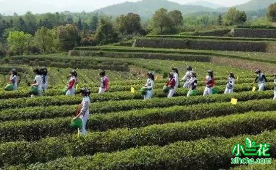 舒城小兰花茶谷建设让旅游更强