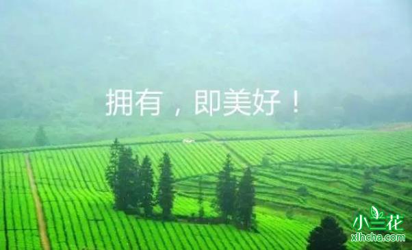 私房茶是什么茶？比普通茶好在哪里
