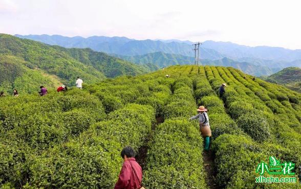 泉岗辉白属于什么茶？圆形绿茶中的珍品