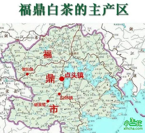 白毫银针原产地在哪里？白茶中的极品