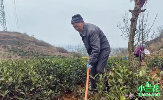 贵州对门山村茶产业助力乡村振兴