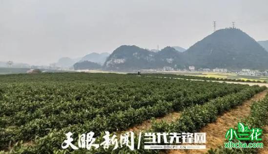 贵州对门山村茶产业助力乡村振兴