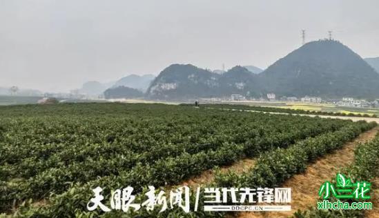 贵州对门山村茶产业助力乡村振兴