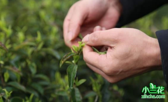 贵州毛尖镇春茶嫩芽挤满枝头