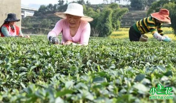 自贡荣县：独芽茶每公斤最高达300元
