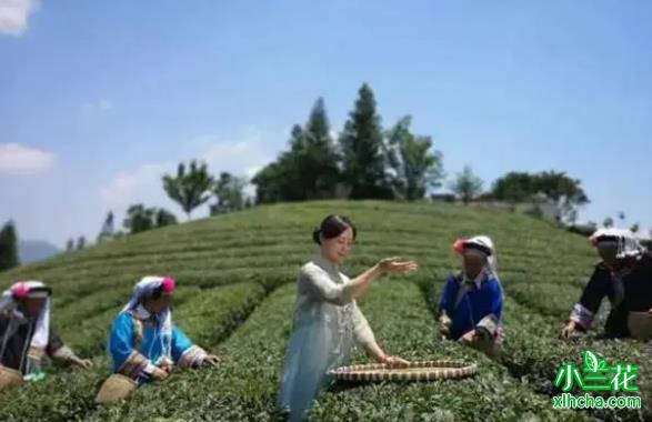 晁忠琼：只为一杯上好的普安茶