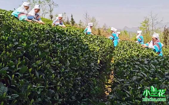 贵州花贡镇“明前茶”采摘期助农致富
