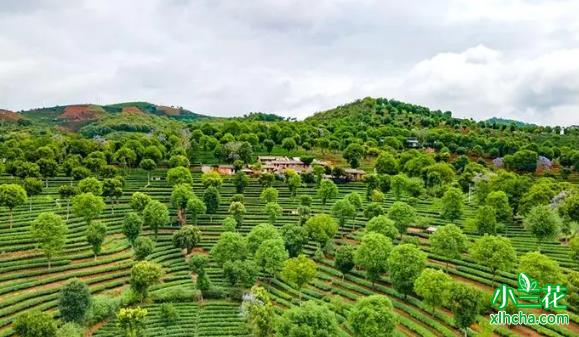 勐海：全力打造普洱茶现代产业示范县