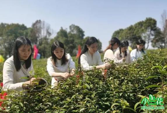 宜兴茗鼎茶文化生态园2023新茶的开采