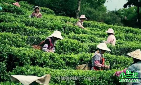 化佛茶（云南牟定县绿茶名茶）