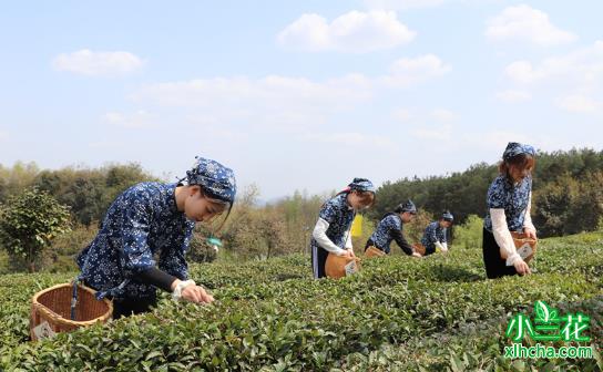 谢裕大：为世界奉上一杯中国好茶