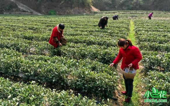 太平溪早春茶迎来采摘季