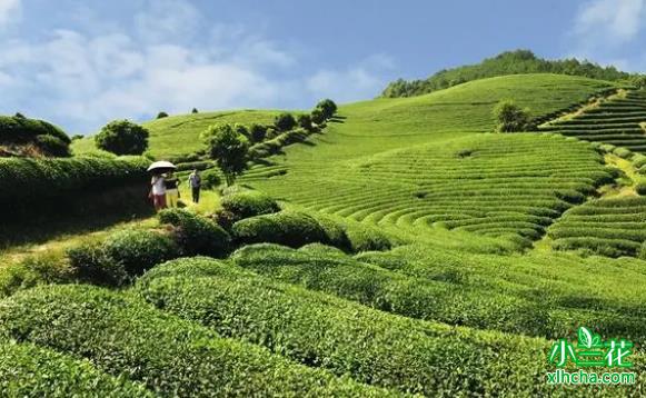 宁德蕉城春茶迎来“开春第一采”