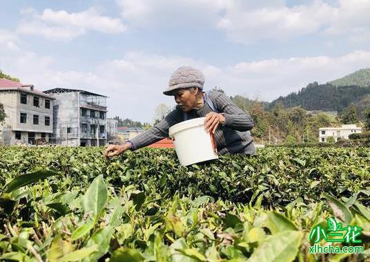 秀山：春茶采收促进茶产业