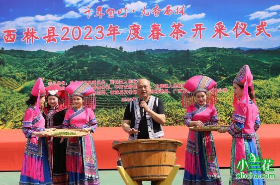 广西西林积极打造“茶叶+”文化旅游