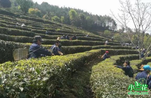 普洱镇沅八大茶区春茶开采