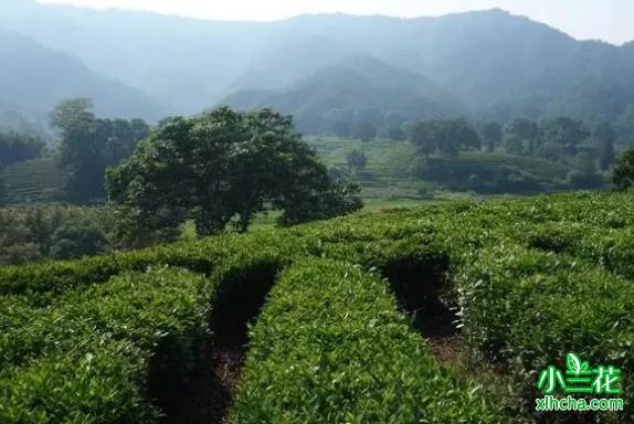 中国茶业百强县祁门：小茶叶大产业