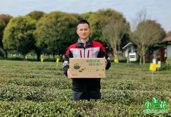 黄山春茶新鲜速达消费者