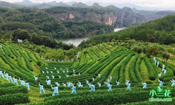 政和县打造茶文旅融合发展