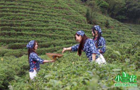 万龙山：打造“中国知名茶乡”