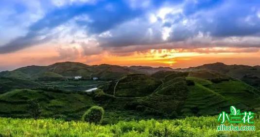 炎陵县两款茶叶获第八届亚太茶茗大奖