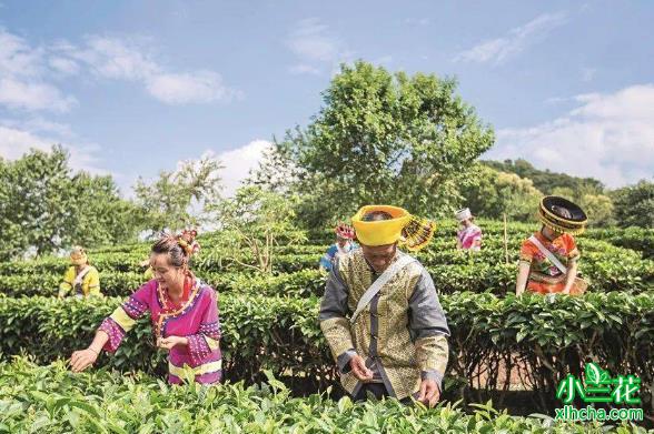 普洱市擦亮“普洱茶”推动茶产业健康发展