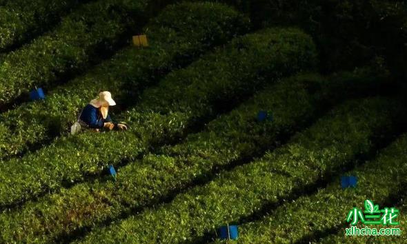 湖南十大名茶都有哪些