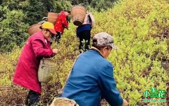 湖南茅岩河：小茶叶大产业