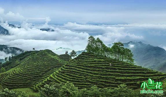 竹叶青属于绿茶吗（中国高端绿茶名片）