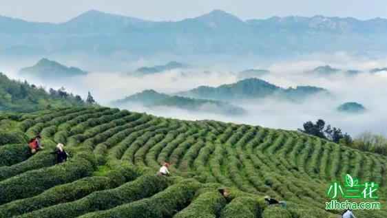 贵州茶叶品牌建设：擦亮“贵州绿茶”招牌