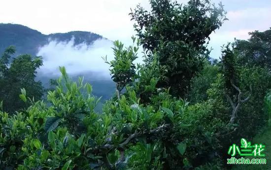 百名知名专家走进云县白莺山古茶园