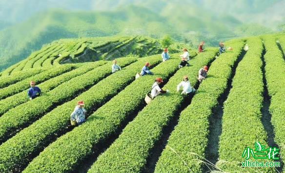 陕西加快推动茶产业链建设