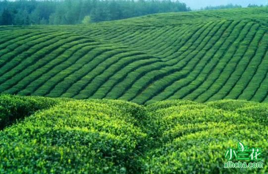 农业部将制定茶叶质量国际标准