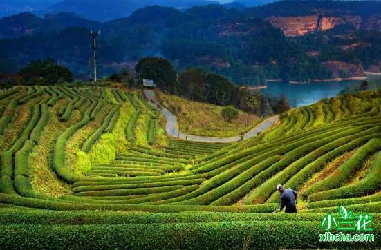 三明主要产哪些茶叶？