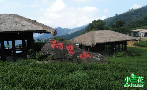 阿里山高山茶属于什么茶