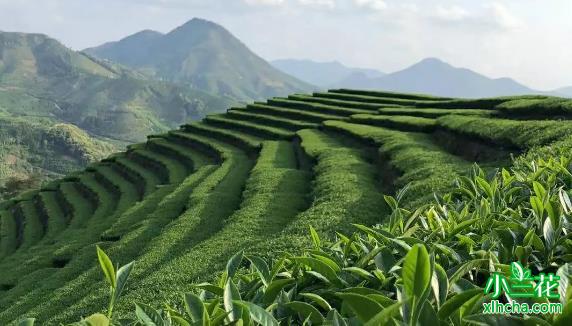 三千年茶文化：中国绿茶的发展