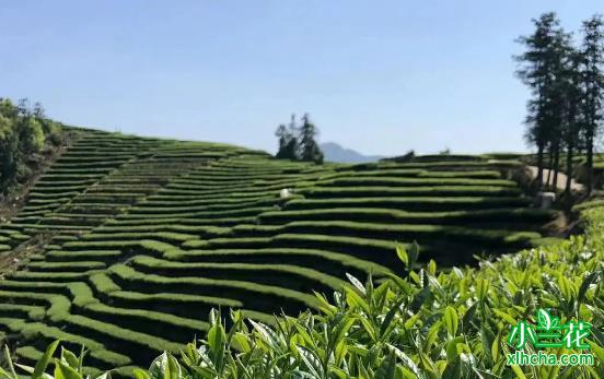 三千年茶文化：中国绿茶的发展