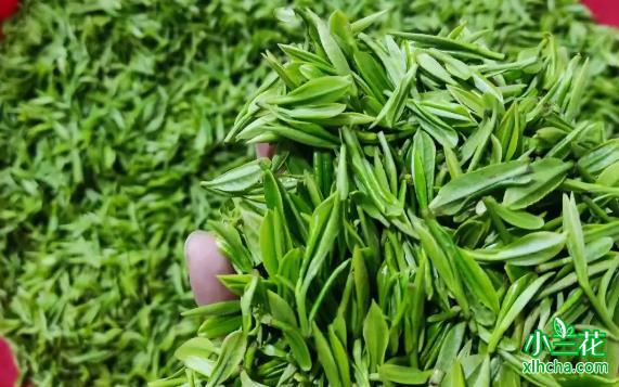 三千年茶文化：中国绿茶的发展