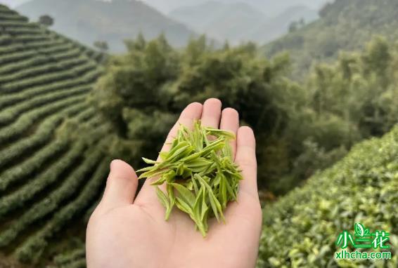 安吉白茶(浙江名优绿茶)