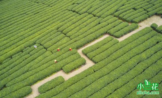 六堡茶：茶产业提速发展
