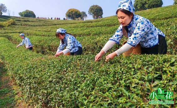 六堡茶：茶产业提速发展
